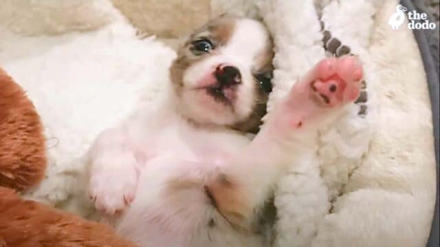 little Pockets newborn pocket sized puppy