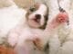 Puppy The Size Of A Hamster Grows Up To Become A Spunky Little Dog little Pockets newborn pocket sized puppy