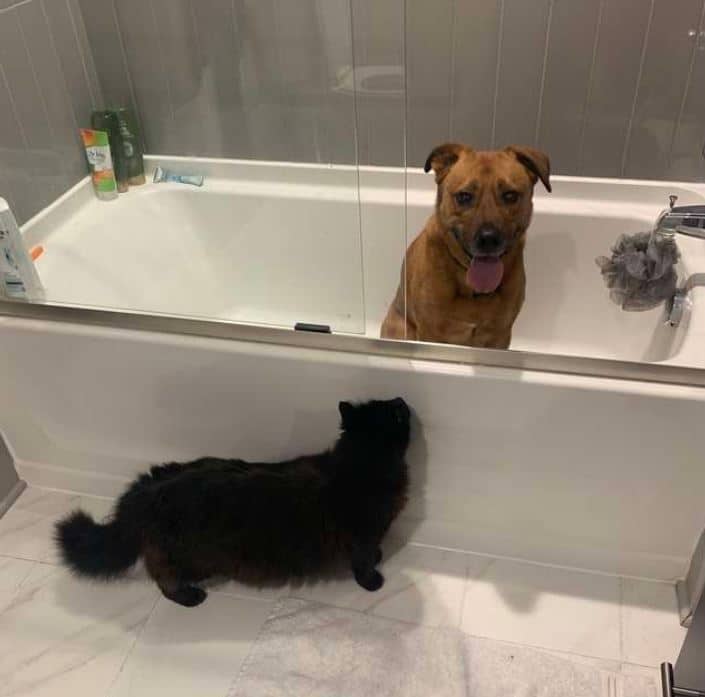 moose and marvin hide in the shower