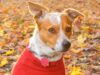 Expert Ways To Prevent Separation Anxiety in Dogs After Lockdown Dogs can get separation anxiety too