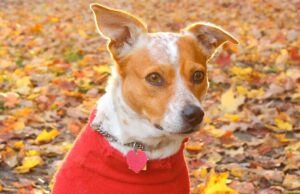 Expert Ways To Prevent Separation Anxiety in Dogs After Lockdown Dogs can get separation anxiety too