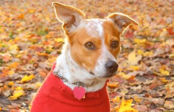 Expert Ways To Prevent Separation Anxiety in Dogs After Lockdown Dogs can get separation anxiety too