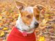 Expert Ways To Prevent Separation Anxiety in Dogs After Lockdown Dogs can get separation anxiety too