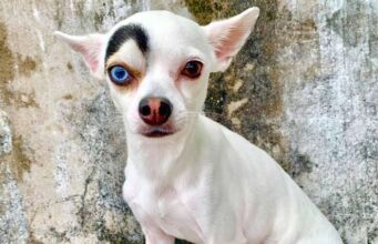 Meet Lucky: His Electric Blue Eye Unites the World Lucky's dark raised eyebrow highlights his unique blue eye