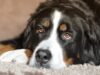 Football Celebrity Helps Shelter Dogs In Florida