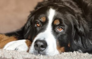 Football Celebrity Helps Shelter Dogs In Florida