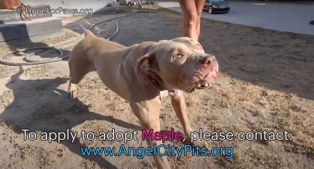 Adopt a dog at Angel City Rescue