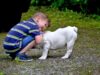 Spoiled Bulldog Becomes The Best Big Brother To His Human Siblings Spoiled yet lovable Bulldog plays with his brother