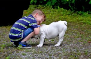 Spoiled Bulldog Becomes The Best Big Brother To His Human Siblings Spoiled yet lovable Bulldog plays with his brother