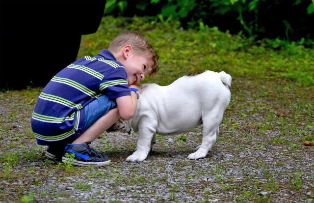 Spoiled yet lovable Bulldog plays with his brother