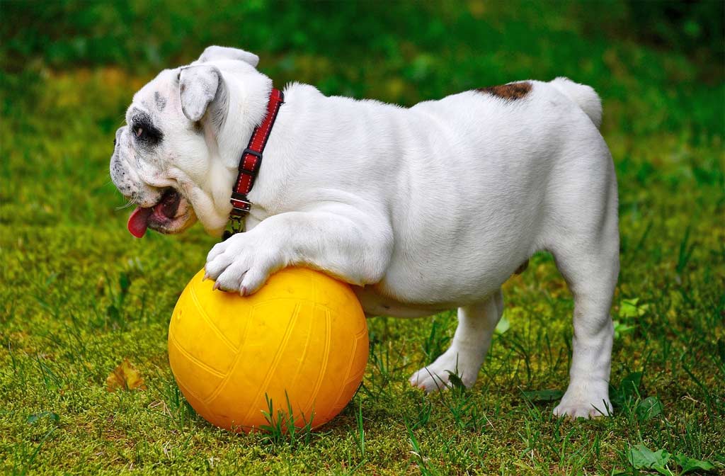 This spoiled Bulldog loves to play with his ball