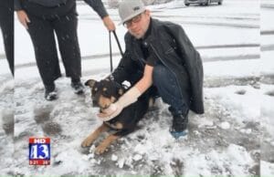 There’s A Reason Why This Dog Survived A Car Crash Dog rescued from accident using social media