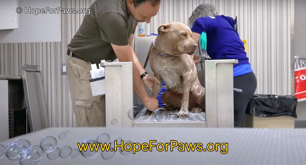 Saving Maple at Hope for Paws Rescue Center