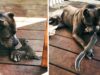 This Loving Pitbull Adopted A Baby Squirrel Now They are Inseparable This Pitbull and wild Squirrel are the Best of Friends