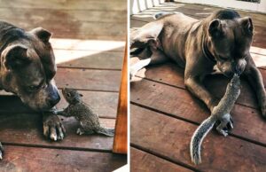 This Loving Pitbull Adopted A Baby Squirrel Now They are Inseparable This Pitbull and wild Squirrel are the Best of Friends