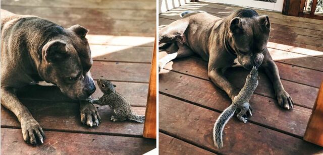 This Pitbull and wild Squirrel are the Best of Friends