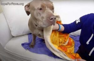 Friendly Pit Bull Who Just Craves Human Touch And Attention Gets Saved Maple is rescued by love