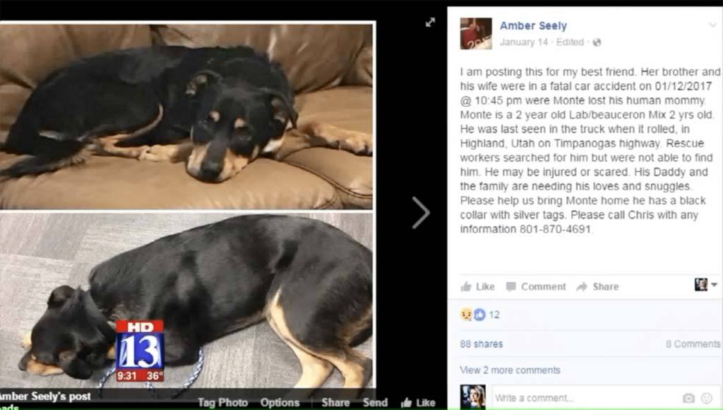 Using social media to find dog after an accident