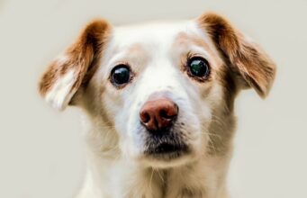 A Former Stray Pup Helps Her Fellow Rescue Pups