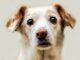 A Former Stray Pup Helps Her Fellow Rescue Pups