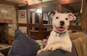 Snoop The Dog Finally Got His Forever Home
