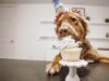 Naughty Dog Eats Mom’s Cake – It Was All Caught On Video Puppy Sneaks Cake On Video Chat