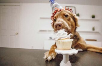 Naughty Dog Eats Mom’s Cake – It Was All Caught On Video Puppy Sneaks Cake On Video Chat