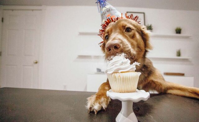 Puppy Sneaks Cake On Video Chat