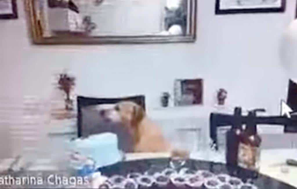 Sneaky dog takes the cake live on video