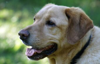 Thieves Steal Man’s Car With His Dog Inside