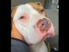 Aggressive Pit Bull Surprises Everyone With How Sweet And Cuddly He Is
