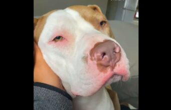 Aggressive Pit Bull Surprises Everyone With How Sweet And Cuddly He Is