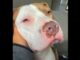 Aggressive Pit Bull Surprises Everyone With How Sweet And Cuddly He Is