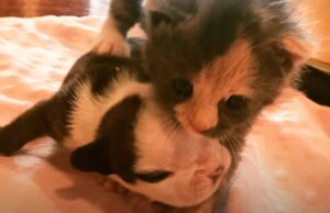 This Bulldog Puppy Beat All Odds to Survive After Meeting A Kitten