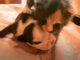 This Bulldog Puppy Beat All Odds to Survive After Meeting A Kitten