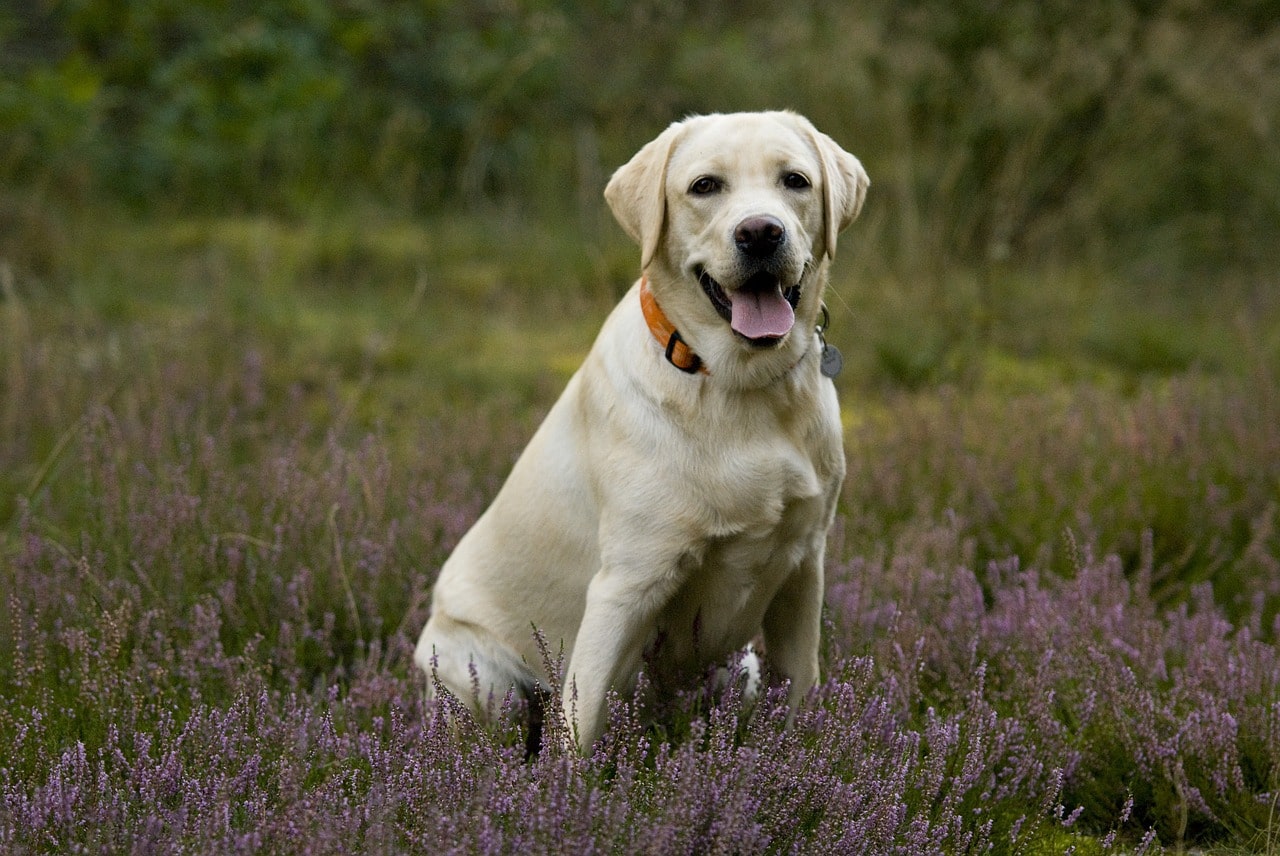 labrador, labradorka, puppy