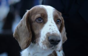 After He Went Missing For Months, Dog Cries After Reuniting With His Dad