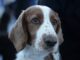 After He Went Missing For Months, Dog Cries After Reuniting With His Dad