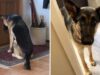 Family Dog Waits At The Door For A Family Member In The Hospital Dog waits by the door for his friend to return from the hospital
