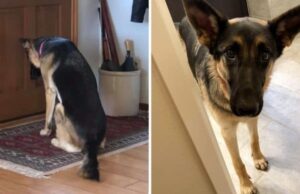 Family Dog Waits At The Door For A Family Member In The Hospital Dog waits by the door for his friend to return from the hospital