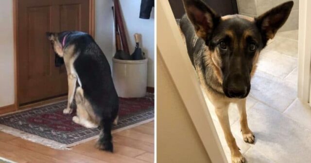 Dog waits by the door for his friend to return from the hospital