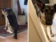 Family Dog Waits At The Door For A Family Member In The Hospital Dog waits by the door for his friend to return from the hospital