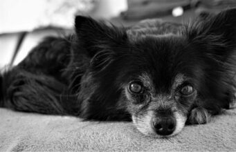 Toothless Dog Loves Comforting Anxious Patients At Dental Clinic Special dog with no teeth helps patients at the dentist