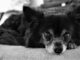 Toothless Dog Loves Comforting Anxious Patients At Dental Clinic Special dog with no teeth helps patients at the dentist