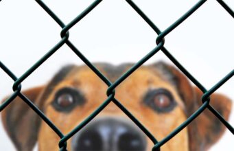 Dogs Use Peepholes In The Fence To Spy On Their Mom As She Comes Home From Work Dogs spy on mom through a hole in the fence when she comes home from work each day