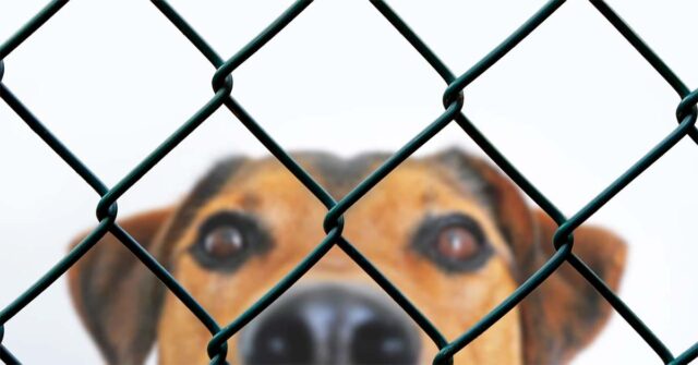 Dogs spy on mom through a hole in the fence when she comes home from work each day