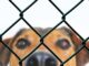 Dogs Use Peepholes In The Fence To Spy On Their Mom As She Comes Home From Work Dogs spy on mom through a hole in the fence when she comes home from work each day