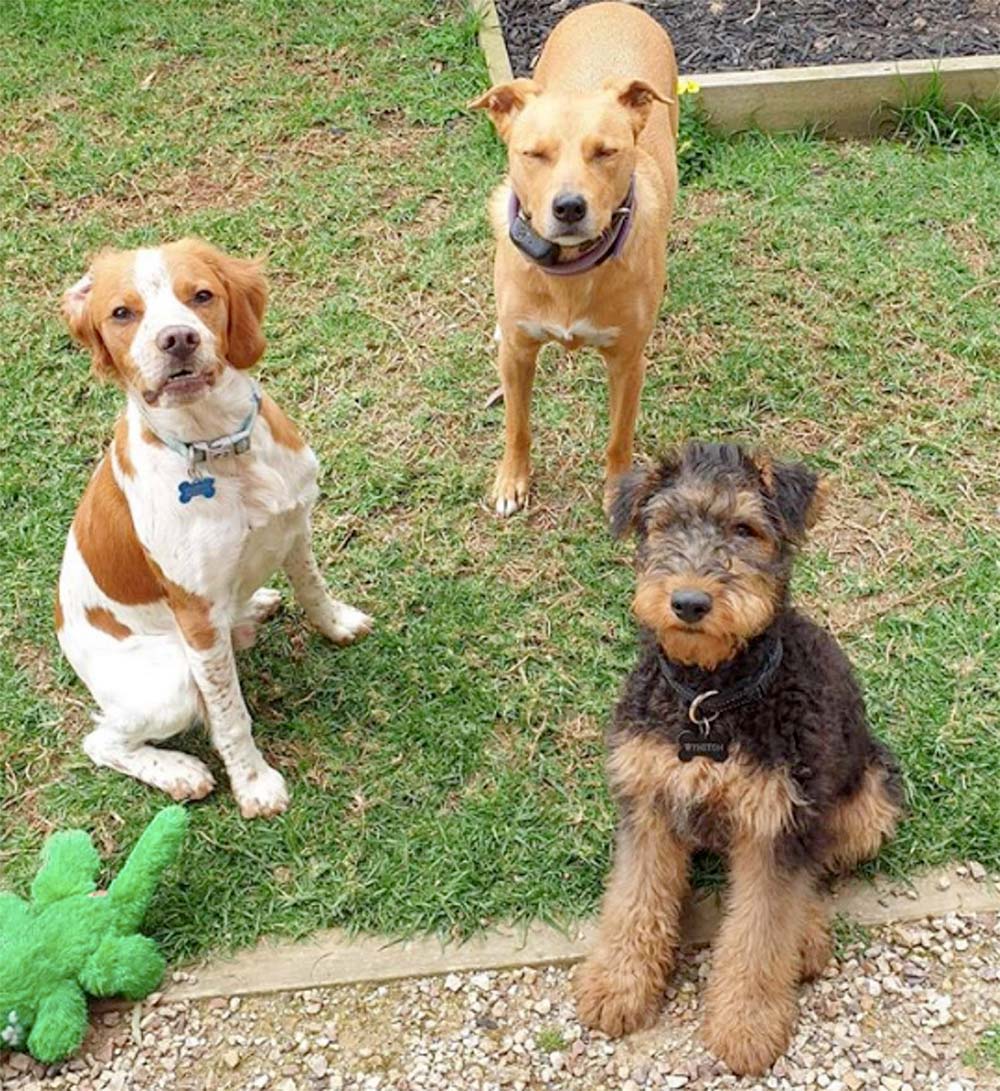 These dogs use a peephole in the fence to spy on their mom