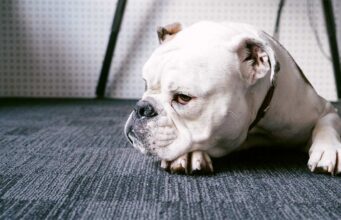 Lazy Bulldog Became The Best Big Brother Gunnar the lazy bulldog gets a surprise addition to the family