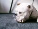 Lazy Bulldog Became The Best Big Brother Gunnar the lazy bulldog gets a surprise addition to the family